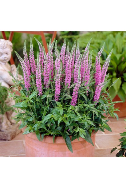 Вероніка рожева в контейнері в саду